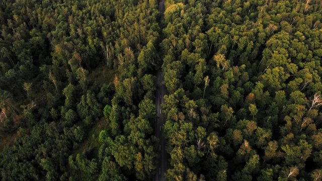Aerial view flying over new empty two lane forest road with green trees of dense woods growing both sides. Magnificent view of beautiful autumn or summer forest with tall green, yellow and red trees.