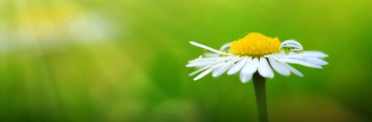 White daisy closeup.