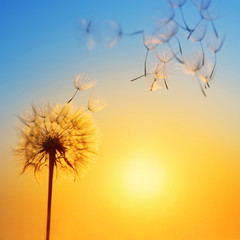Silhouette of dandelion against the backdrop of the setting sun. Macro photography with place for text. Summer concept.