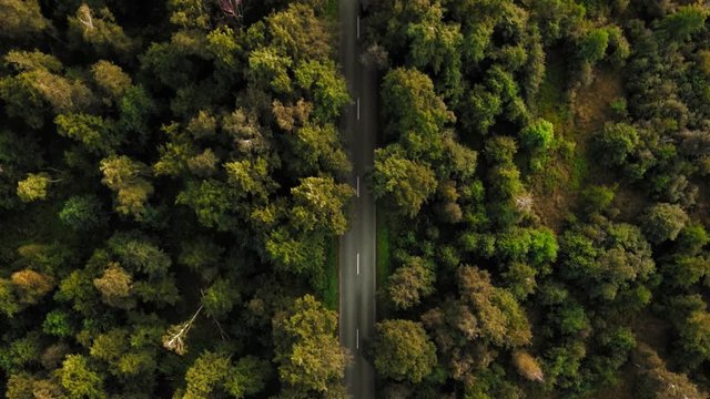 Cars move along the highway in suburbs. Aerial static shot. Magnificent view of beautiful autumn or summer forest with dense tall green yellow and red trees. Top view of traffic or moving on driveway.