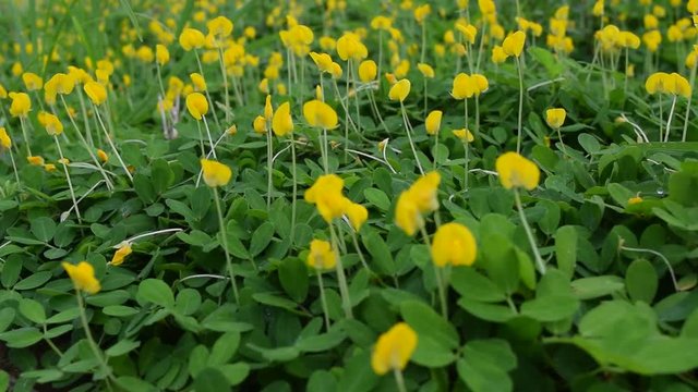 Arachis pintoi plant and flower
