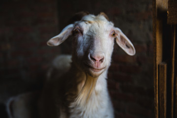 goat with kids in the village