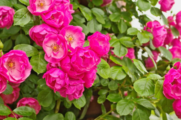 Beautiful climbing Rose Angela (Rosa Angela) is a hybrid floribunda rose cultivars ,has a fragrant soft large clusters of delicate cupped blooms in deep pink color and light pink in the center.