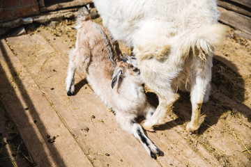 goat with kids in the village