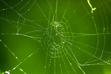 spider, web, insect, nature, macro, arachnid, animal, net, garden, dew, cobweb, green, closeup, spiderweb, wildlife, spiders, spider web, silk, close-up, trap, predator, morning, danger