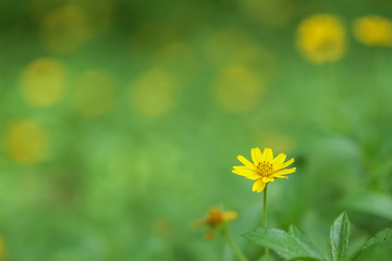 flower, yellow, nature, dandelion, meadow, spring, summer, green, grass, flowers, field, plant, garden, daisy, blossom, floral, beauty, flora, macro, blooming, petal, season, chamomile, bright, bloom