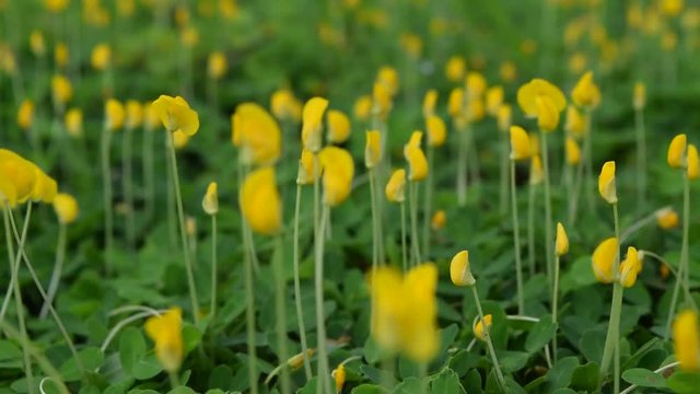 Arachis pintoi plant and flower