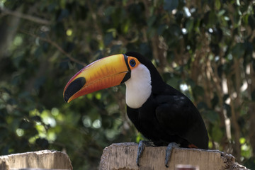 Naklejka premium birds, exotic birds