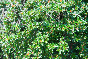 green  nature garden texture leaves