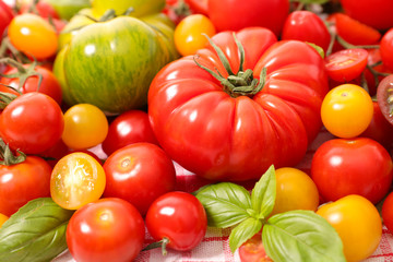 assortment of colorful tomatoes
