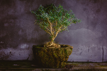 plant, tree, pot, isolated, green, leaf, bonsai, nature, white, flower, growth, small, garden, potted, herb, botany, fresh, branch, soil, gardening, grow, houseplant, growing, sprout, nobody