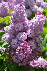 Sprig of lilac purple color