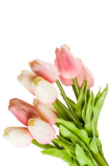 Pink spring flowers tulips  isolate on white background