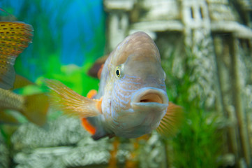 fish underwater swim nature ocean