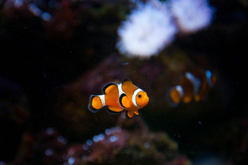 Fototapeta na wymiar fish nemo nature underwater sea