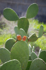 CANARY ISLANDS, SPAIN, EUROPE: Prickly Pear fruits on a cactus tree.