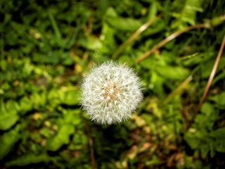 Dandelion In field