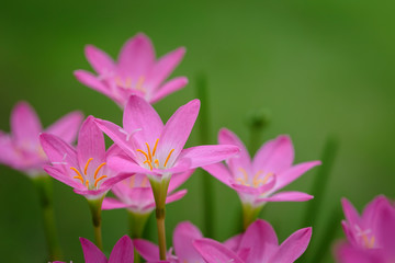 Fototapeta premium purple rain lily flower
