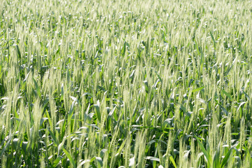 Obraz premium green wheat field and sunny day