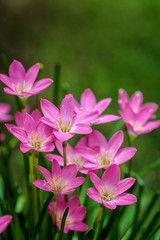 Fototapeta premium purple rain lily flower