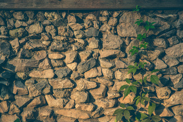 Stone wall and wild ivy at sunset.