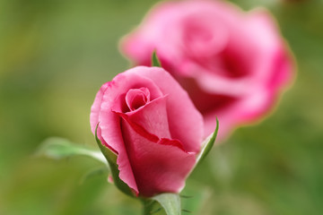 rose, flower, pink, red, nature, love, green, beauty, plant, garden, flowers, beautiful, petal, bloom, roses, blossom, flora, valentine, romance, petals, gift, macro, floral, bouquet, bud