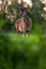 Solitary red deer stag with growing antlers in meadow behind bushes.