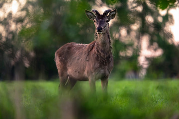 Solitary red deer stag with growing antlers in meadow behind bushes.