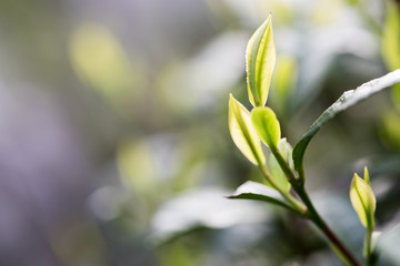 Tea leaves at a plantation in the beams of sunlight.