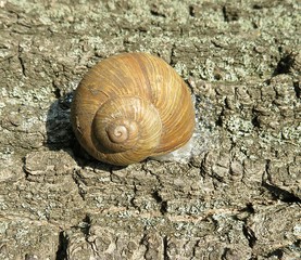 Snail on wood background in the garden, closeup