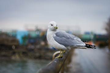 Seagull Looking Back