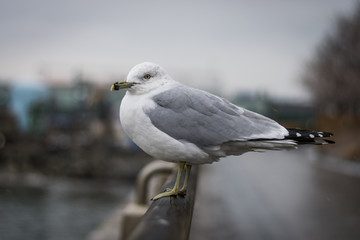 Seagull on Railing