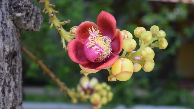 bee pollinate on Shorea robusta shala tree flower