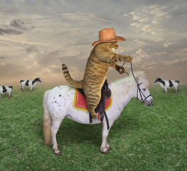 The cat cowboy on a horse grazes his cows. © iridi66