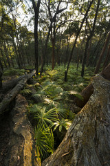 Obraz premium Fern forest in Sydney.