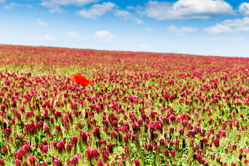 Red clover field and blue sky in summer day.