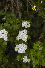 Hawthorn flowers