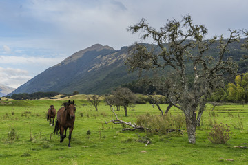Plakat horses in Glenorchy, New Zealand