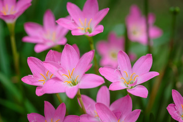 Fototapeta premium purple rain lily flower