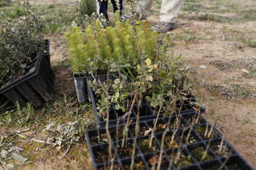 garden tools for planting trees