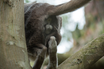 Up a tree: Lilac Oriental Shorthair Cat from behind