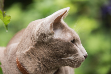 In the enchanted garden: Lilac Oriental Shorthair Cat