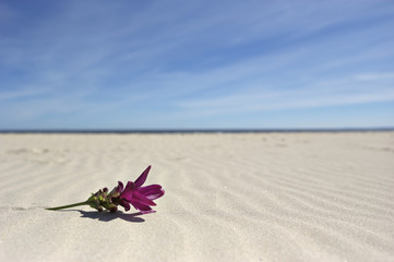 Sonne, Sand, Meer, Blume, Urlaub