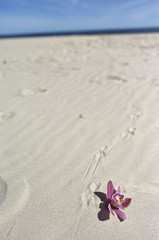 Fototapeta na wymiar Sonne, Sand, Meer, Blume, Urlaub