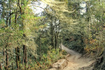 Forest trail to Taktshang Goemba or Tiger's nest monastery, Paro, Bhutan