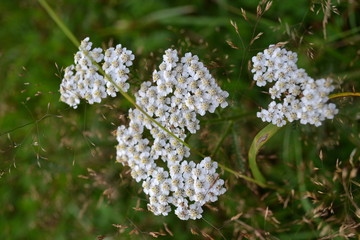 Тысячелистник