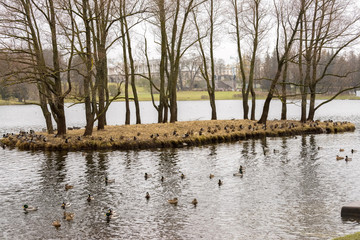 Island in the middle of the pond, surrounded by ducks