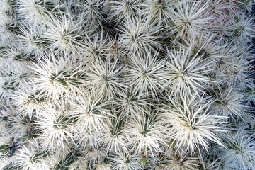 Detail of Cactus with white spikes.