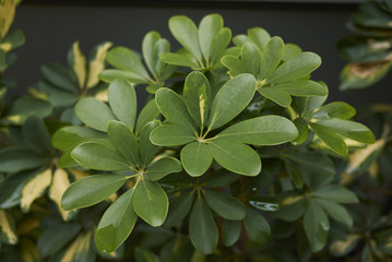  Schefflera arboricola