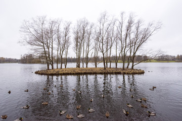Wide ange view of an island in the middle of the pond, surrounded by ducks